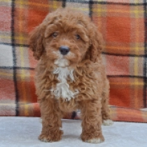 Buddy, brown Zwergpudel Welpen kaufen