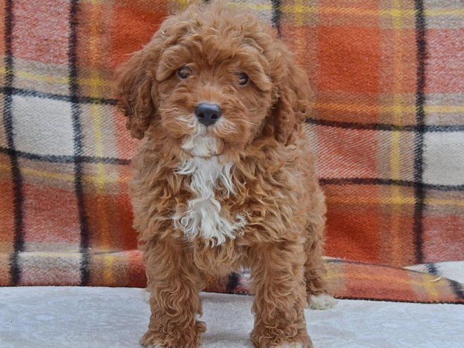 Perros Caniche Miniatura en venta