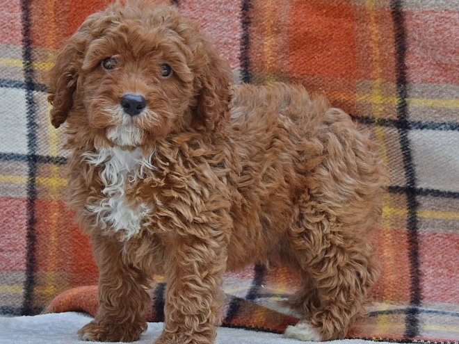 Perros Caniche Miniatura en venta