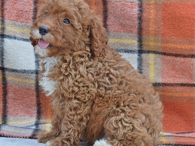 Perros Caniche Miniatura en venta