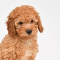 Little Girl, brown Zwergpudel Welpen kaufen