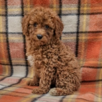 Kishi, brown Miniature Poodle for sale