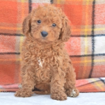 Duke, brown Zwergpudel Welpen kaufen