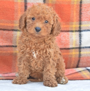 Zwergpudel puppy