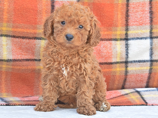 Miniature Poodle puppy for sale