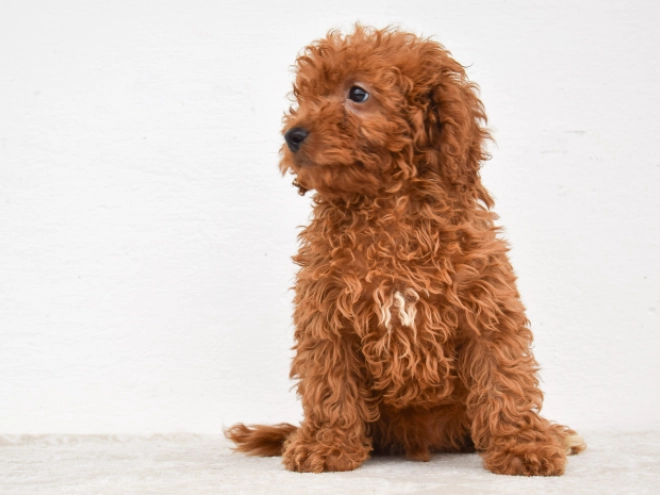 Miniature Poodle puppy for sale