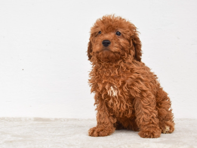 Miniature Poodle puppy for sale