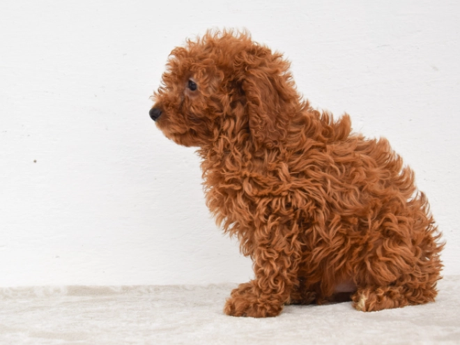Miniature Poodle puppy for sale