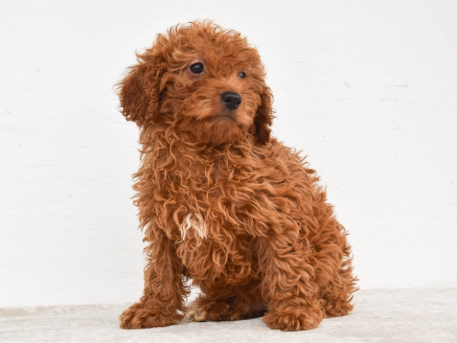 Miniature Poodle puppy for sale