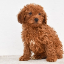 Duke, brown Miniature Poodle for sale