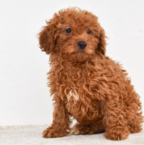 Duke, brown Miniature Poodle for sale