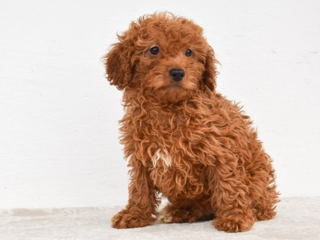 Miniature Poodle puppy for sale