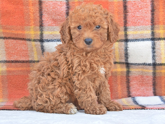 Miniature Poodle puppy for sale