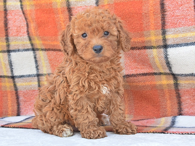 Miniature Poodle puppy for sale