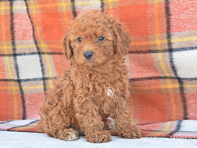 Miniature Poodle puppy for sale
