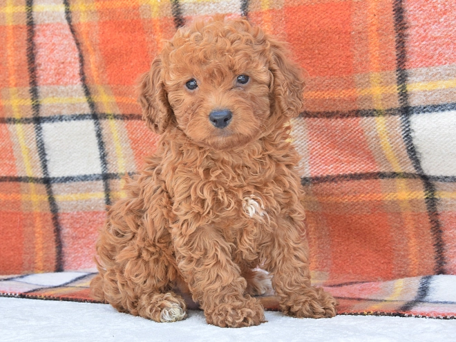 Miniature Poodle puppy for sale