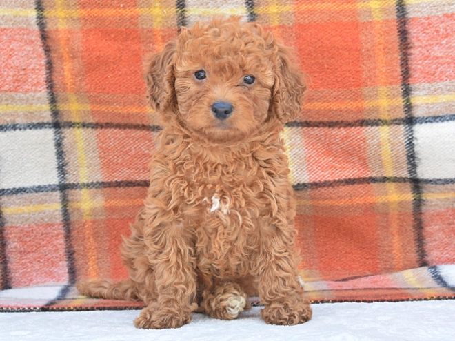 Miniature Poodle puppy for sale