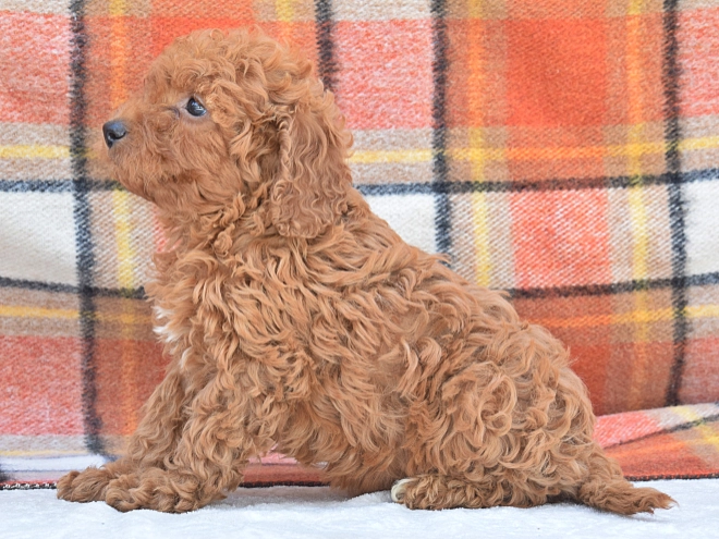 Miniature Poodle puppy for sale