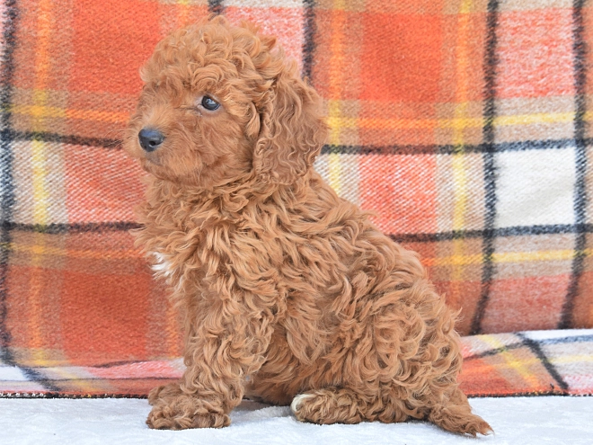 Miniature Poodle puppy for sale