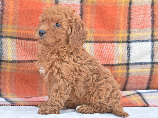 Miniature Poodle puppy for sale