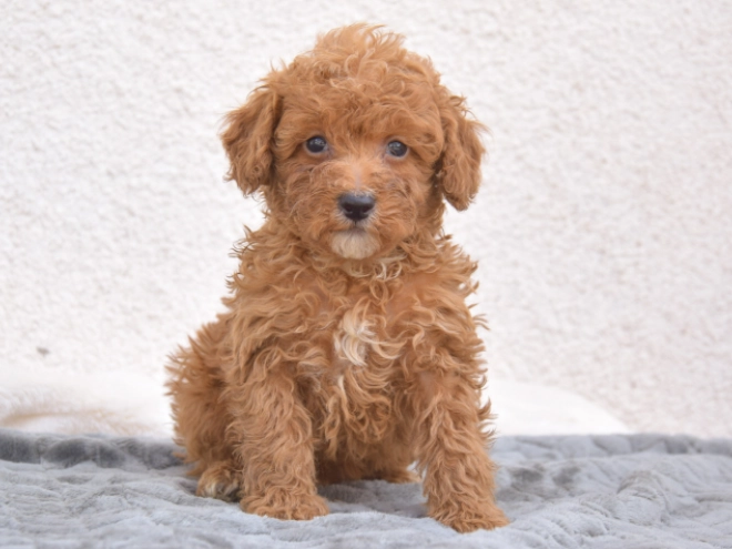 Miniature Poodle puppy for sale