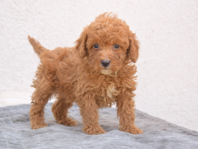 Miniature Poodle puppy for sale