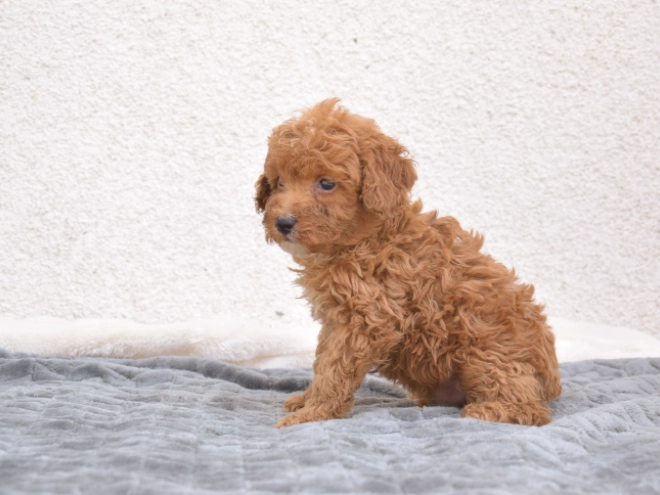 Miniature Poodle puppy for sale