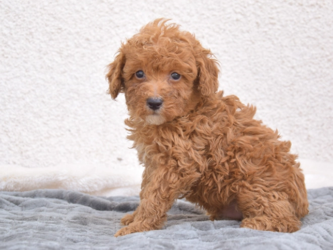Miniature Poodle puppy for sale