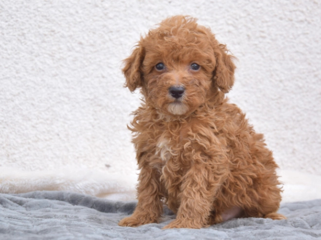 Miniature Poodle puppy for sale