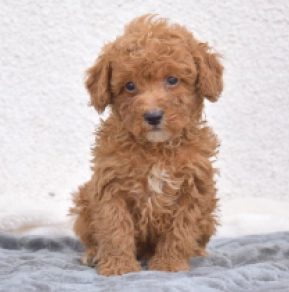 Miniature Poodle puppy for sale