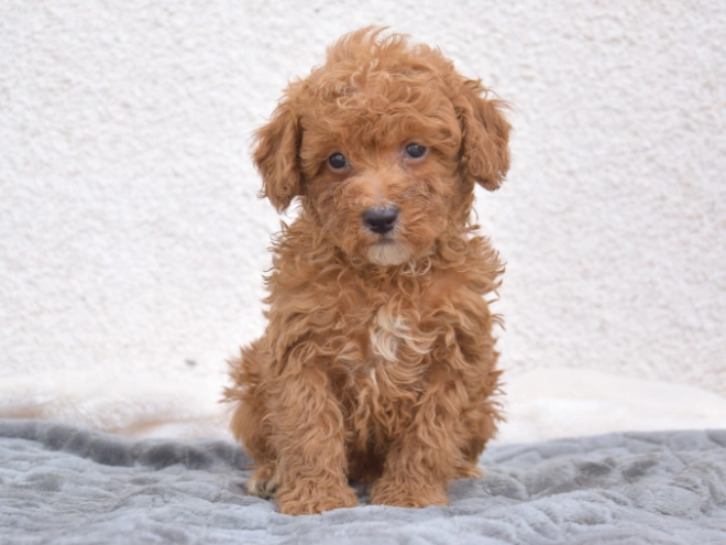 Miniature Poodle puppy for sale