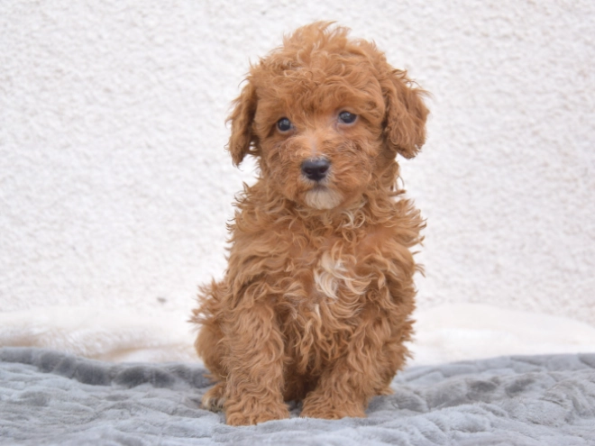 Miniature Poodle puppy for sale