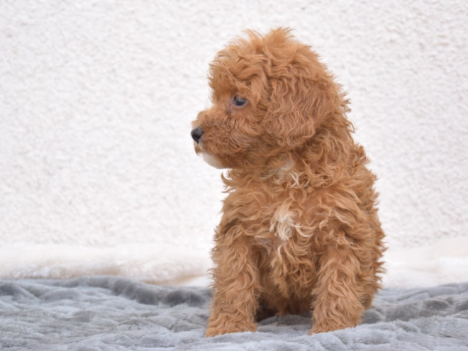 Miniature Poodle puppy for sale