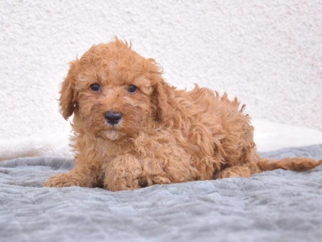 Miniature Poodle puppy for sale