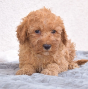 Miniature Poodle puppy for sale