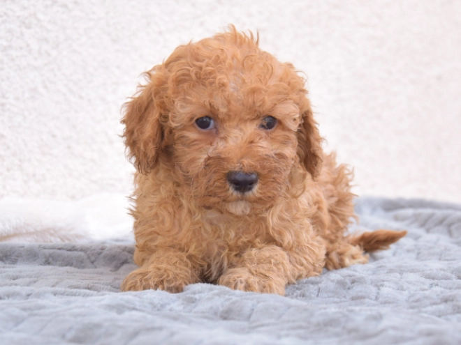 Miniature Poodle puppy for sale