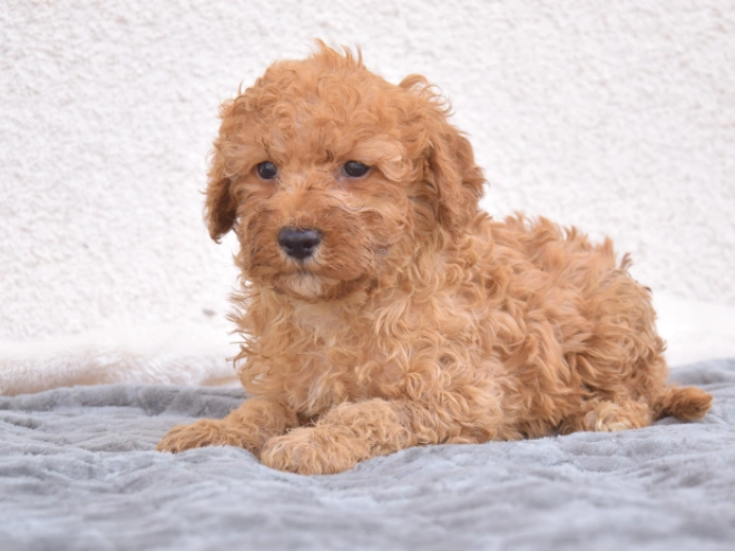 Miniature Poodle puppy for sale