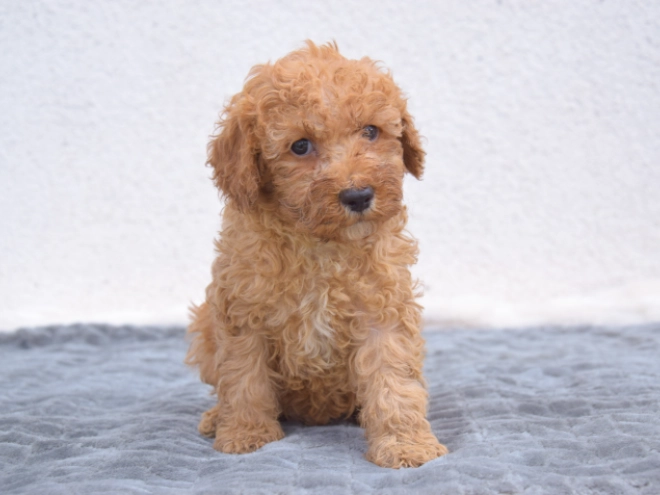 Miniature Poodle puppy for sale