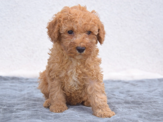 Miniature Poodle puppy for sale