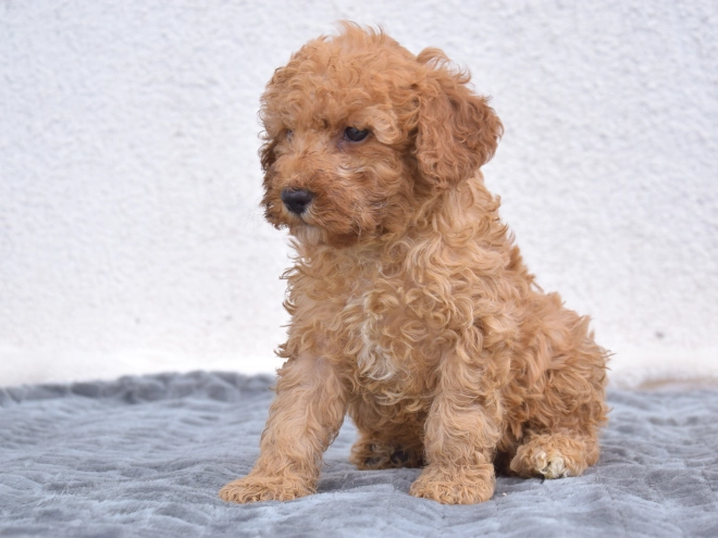 Miniature Poodle puppy for sale