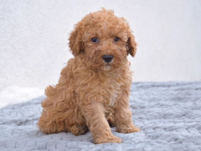 Miniature Poodle puppy for sale