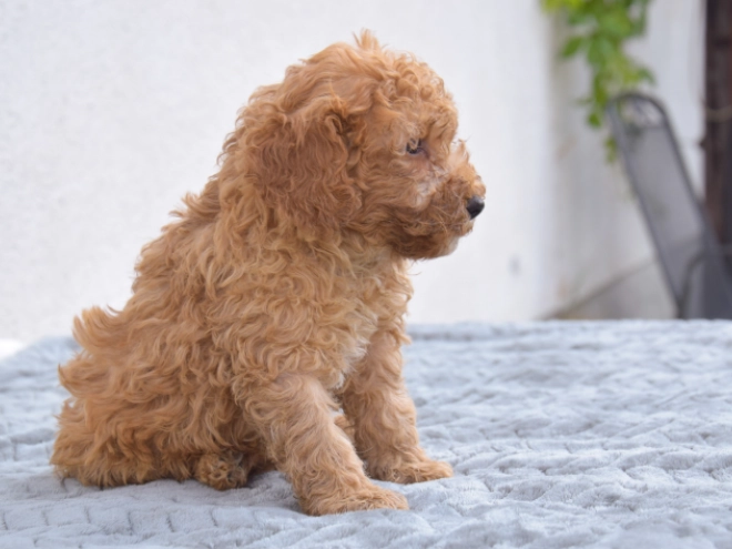 Miniature Poodle puppy for sale