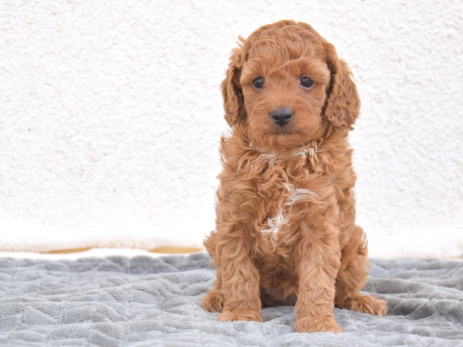 Miniature Poodle puppy for sale