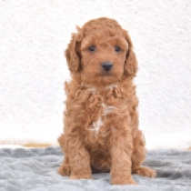 Daisy, red Miniature Poodle for sale