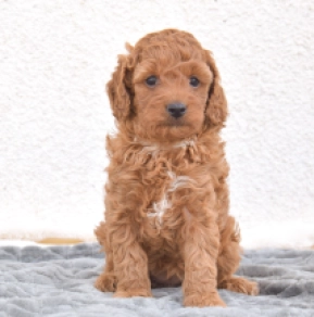Miniature Poodle puppy for sale