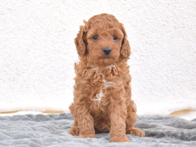 Miniature Poodle puppy for sale