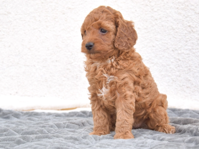 Miniature Poodle puppy for sale