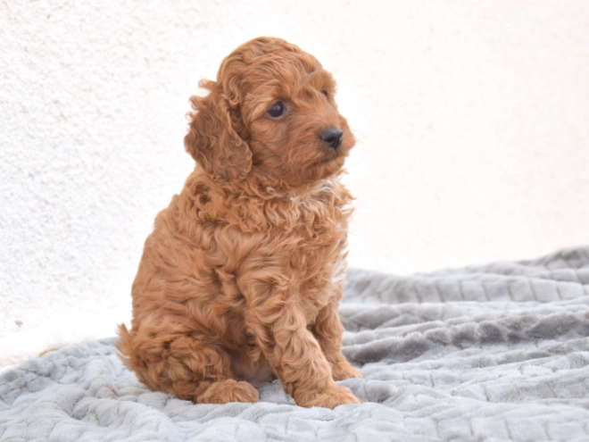 Miniature Poodle puppy for sale