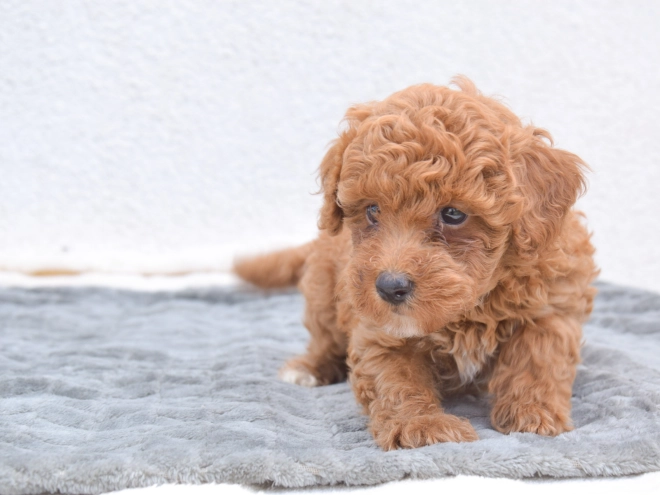 Miniature Poodle puppy for sale