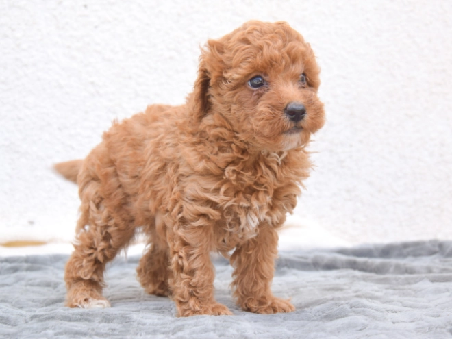 Miniature Poodle puppy for sale